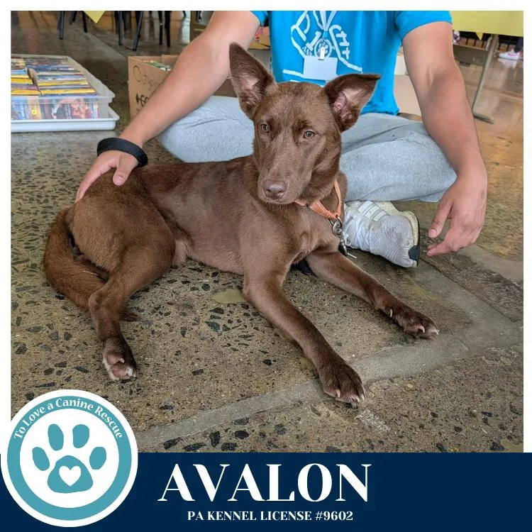 Avalon thumbnail 4
