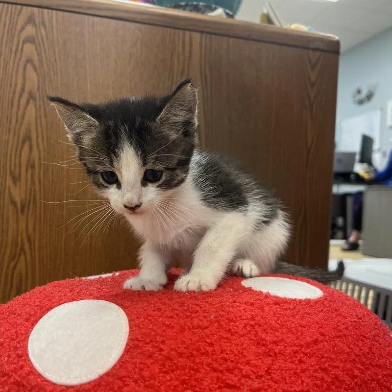 A baby small-sized male Gray / Blue / Silver Domestic Short Hair cat named Blueberry for adoption in Greensboro, GA
