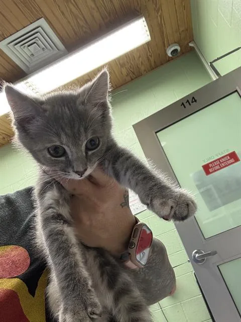A baby small-sized female Domestic Short Hair cat named Blushy for adoption in Grand Prairie, TX
