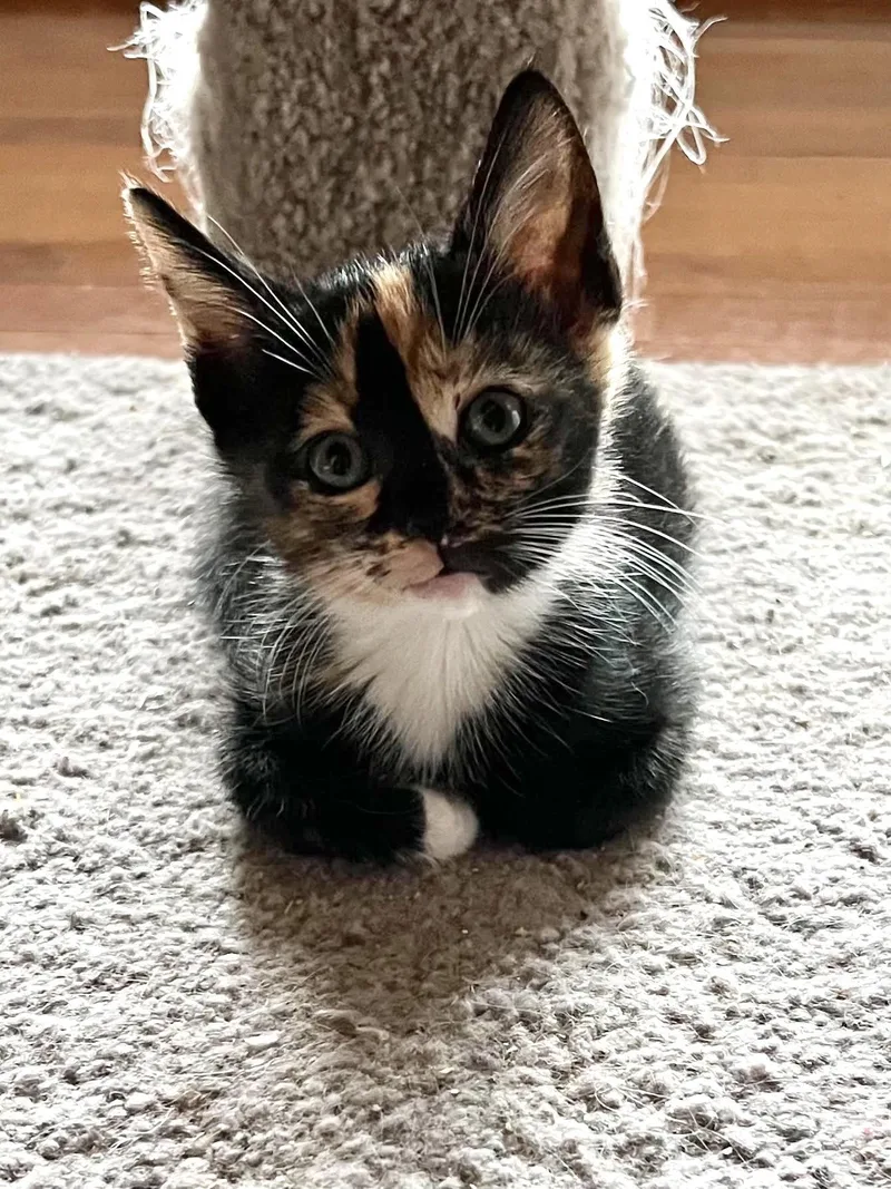 A young medium-sized female Domestic Short Hair cat named Meowserati for adoption in Camden, SC