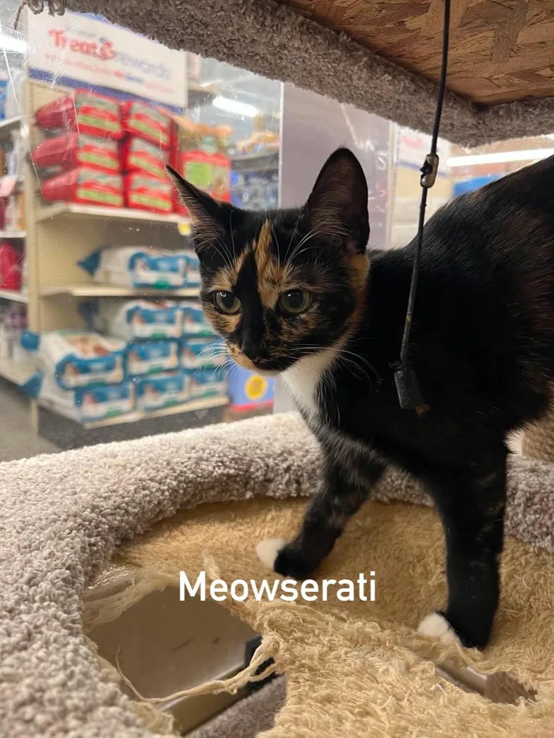 Meowserati thumbnail 3