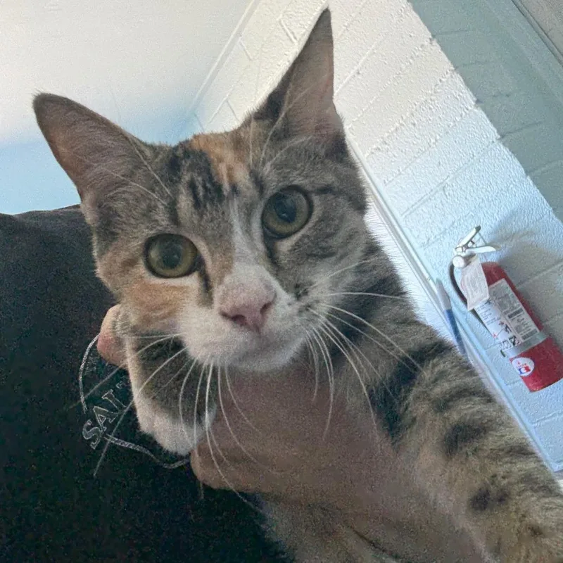 A baby small-sized female Calico Domestic Short Hair cat named Sophia for adoption in Casa Grande, AZ