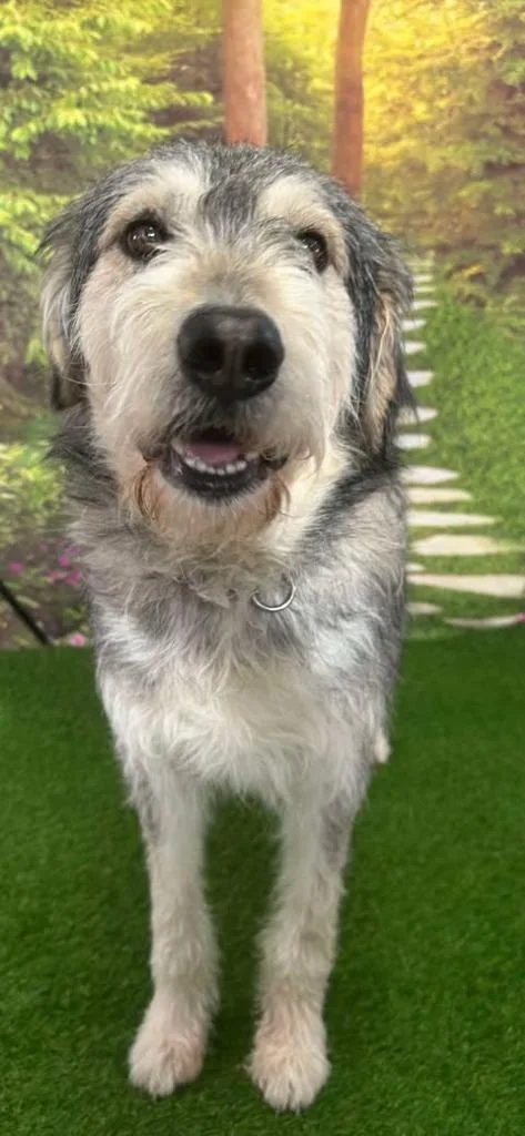 An adult large-sized male Irish Wolfhound dog named Fynn for adoption in Brookings, OR