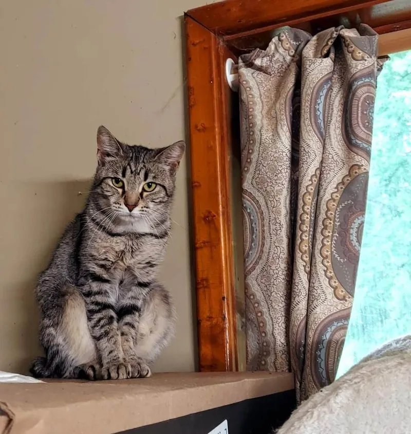 An adult medium-sized female Tabby (Tiger Striped) Tiger cat named Rajah for adoption in Cosby, TN