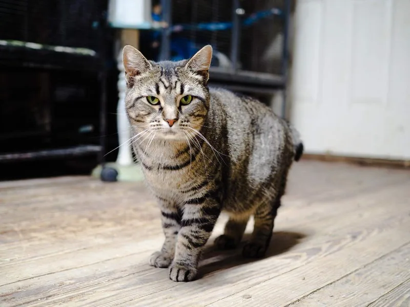 Rajah thumbnail 2