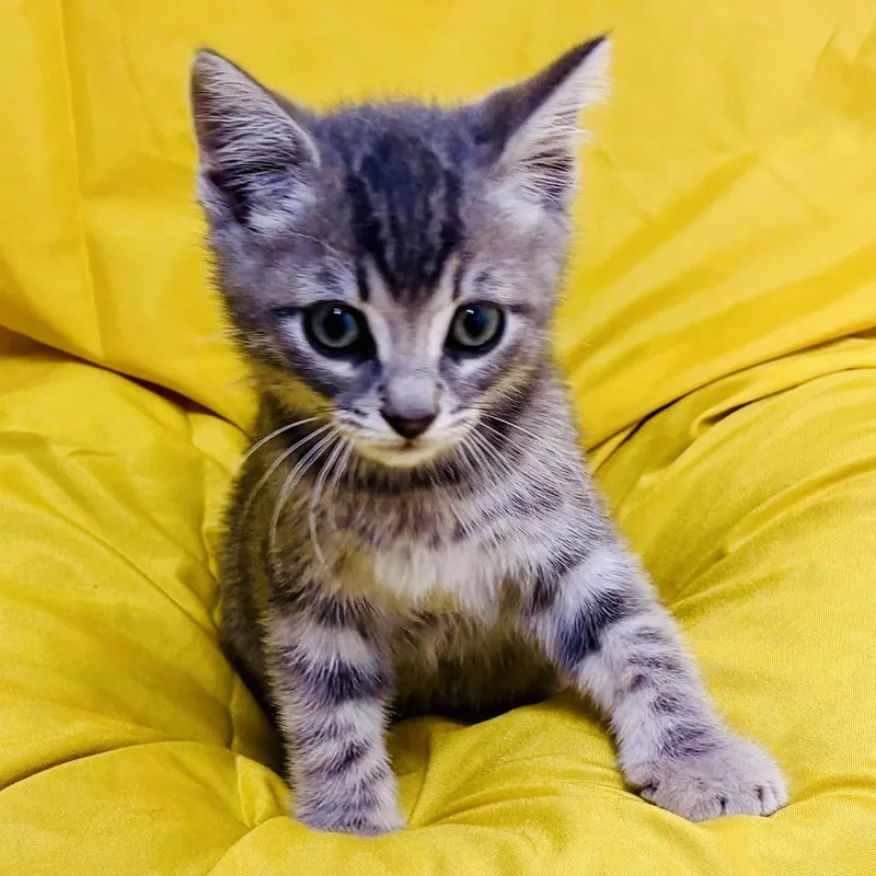 A baby medium-sized male Tabby (Gray / Blue / Silver) Tabby cat named Tiger for adoption in Beverly Hills, CA