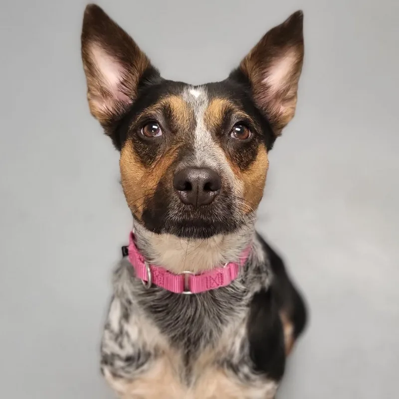 An adult medium-sized female Black Mixed Breed dog named Zuri for adoption in Sarasota, FL