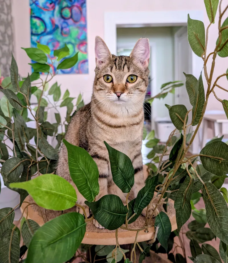 A young medium-sized female Domestic Short Hair cat named Hula for adoption in Rochester, NY