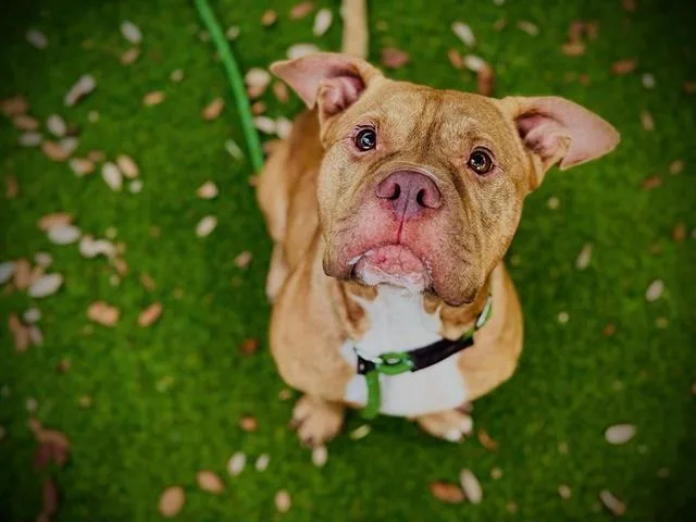 An adult large-sized male Pit Bull Terrier dog named Fiddle for adoption in Orlando, FL