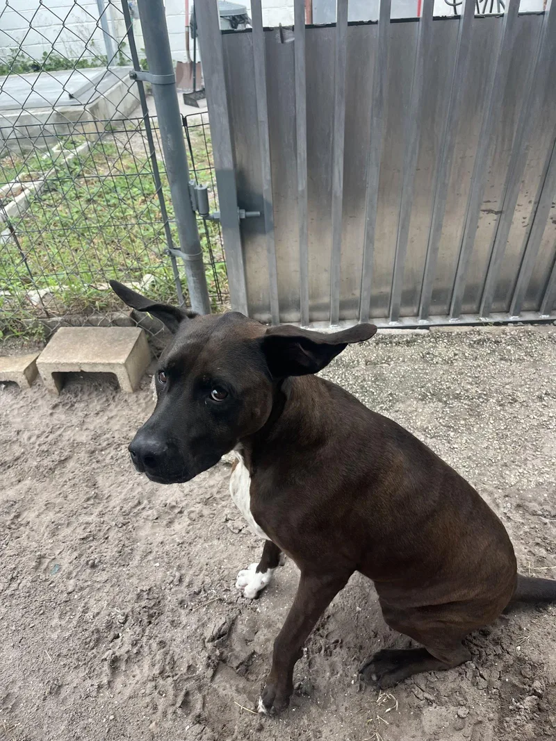 Duke Fka Thunder thumbnail 2