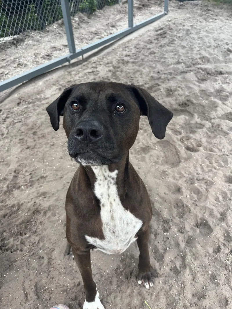 Duke Fka Thunder thumbnail 3