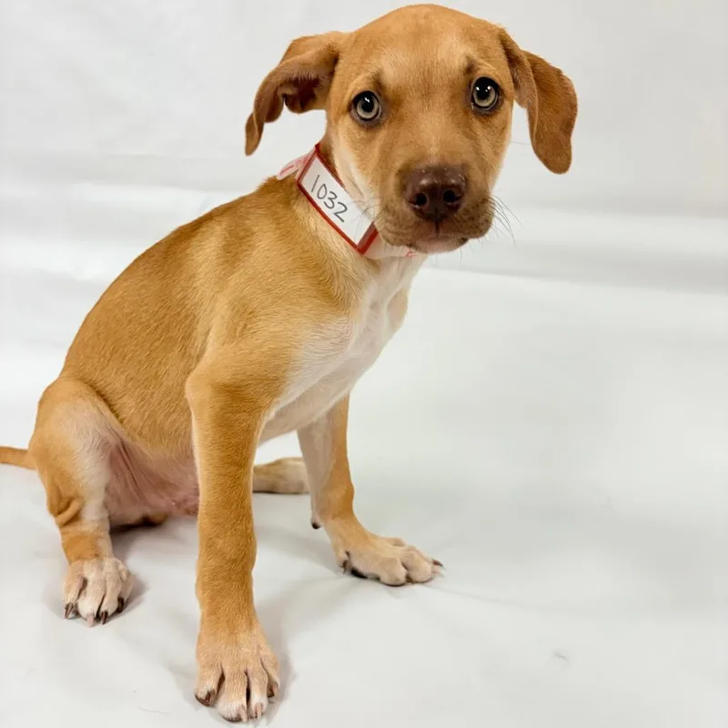 A baby small-sized male Shepherd dog named Woody for adoption in Parker, CO