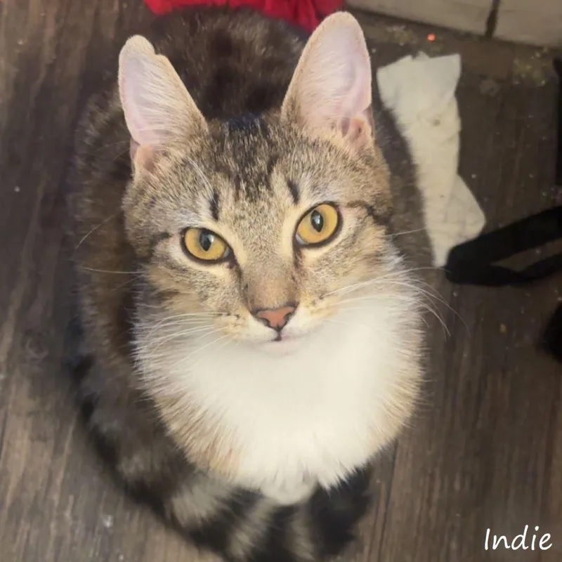 Indie