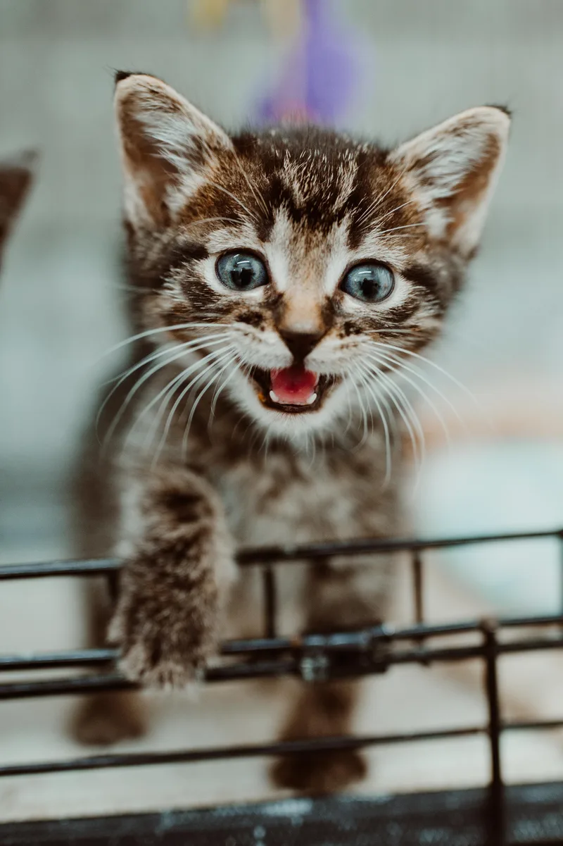 A baby small-sized male Domestic Short Hair cat named Spike Lee for adoption in Le Mars, IA
