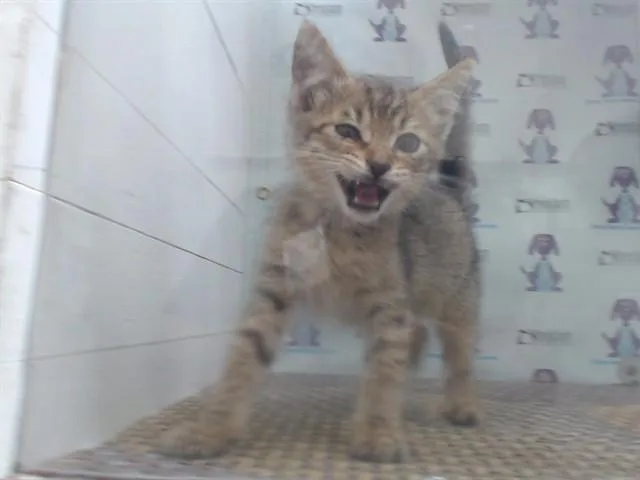 A baby small-sized male Domestic Short Hair cat named Mr. Bean for adoption in Orlando, FL