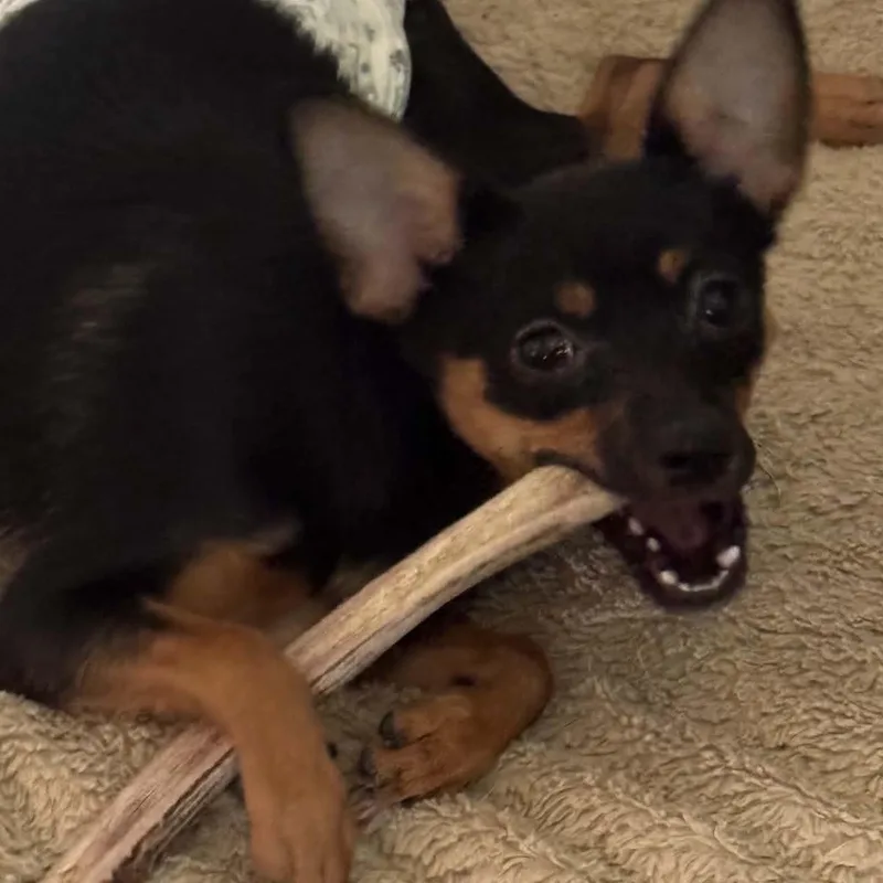A baby small-sized male Black Chihuahua dog named Tucker for adoption in Brockport, NY