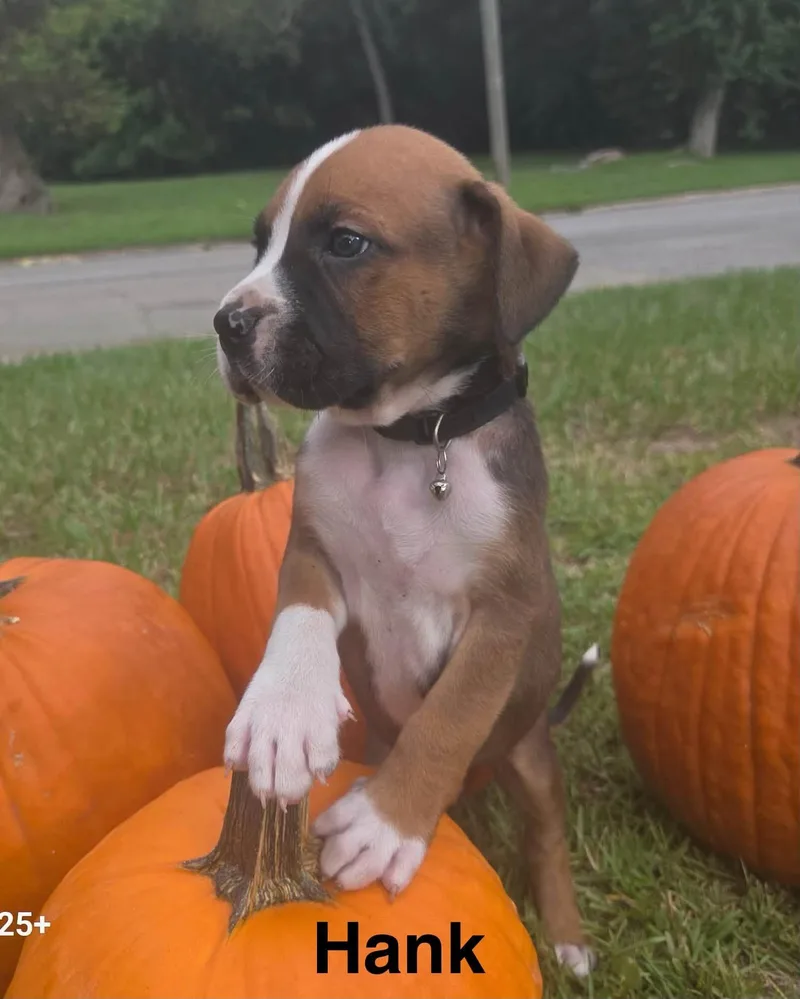 A baby medium-sized male Yellow / Tan / Blond / Fawn Boxer dog named Hank for adoption in Navarre, FL