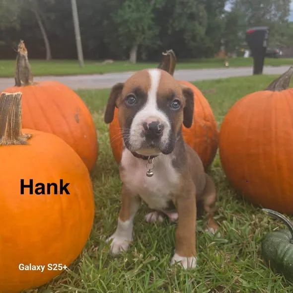 Hank thumbnail 2
