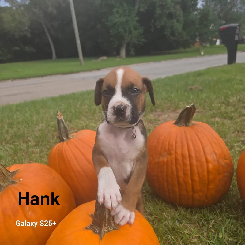 Hank thumbnail 3