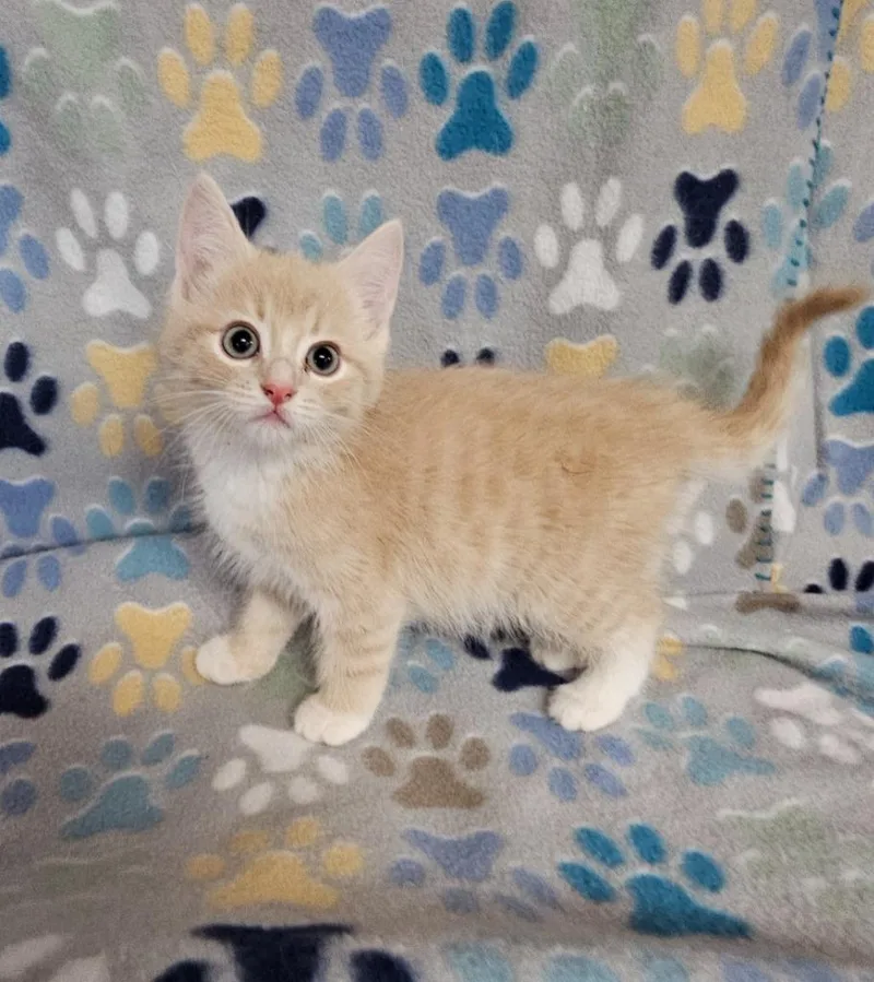 A baby small-sized male Domestic Short Hair cat named Clementine for adoption in Wabash, IN