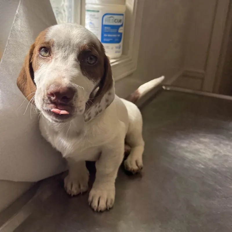 Tuscstray_ thumbnail 2