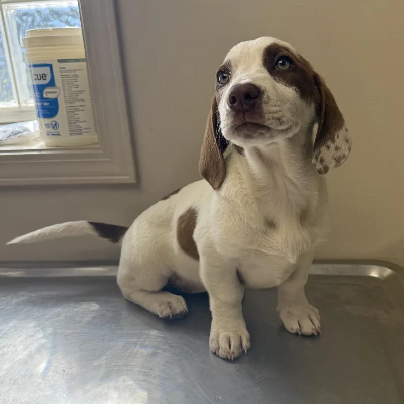 Tuscstray_ thumbnail 3