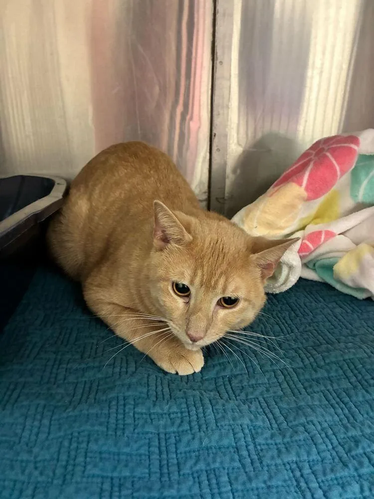 Cornbread thumbnail 2