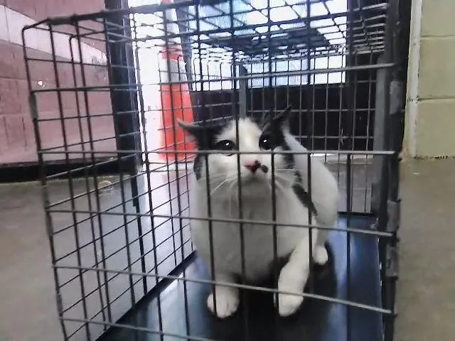 A young large-sized male Domestic Short Hair cat named Tomy for adoption in Tulsa, OK