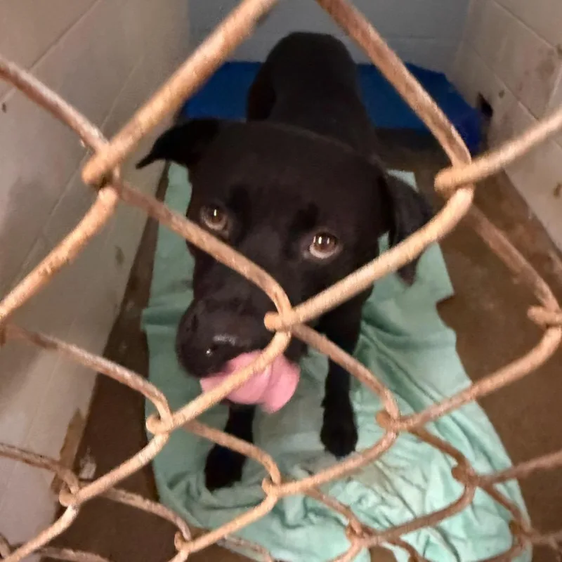 An adult large-sized male Black Labrador Retriever dog named Kozmo for adoption in Wahiawa, HI