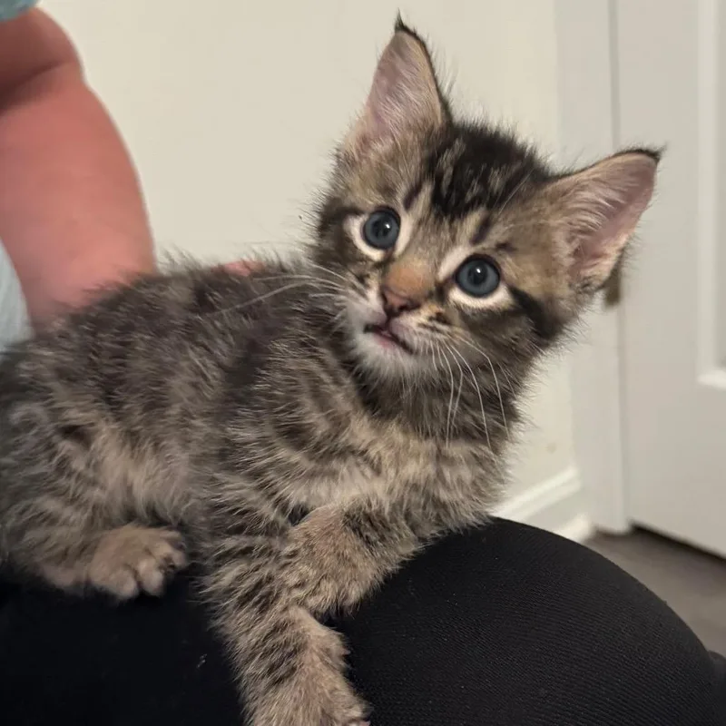 A baby small-sized male Brown / Chocolate Domestic Short Hair cat named Vinnie for adoption in Frederick, MD