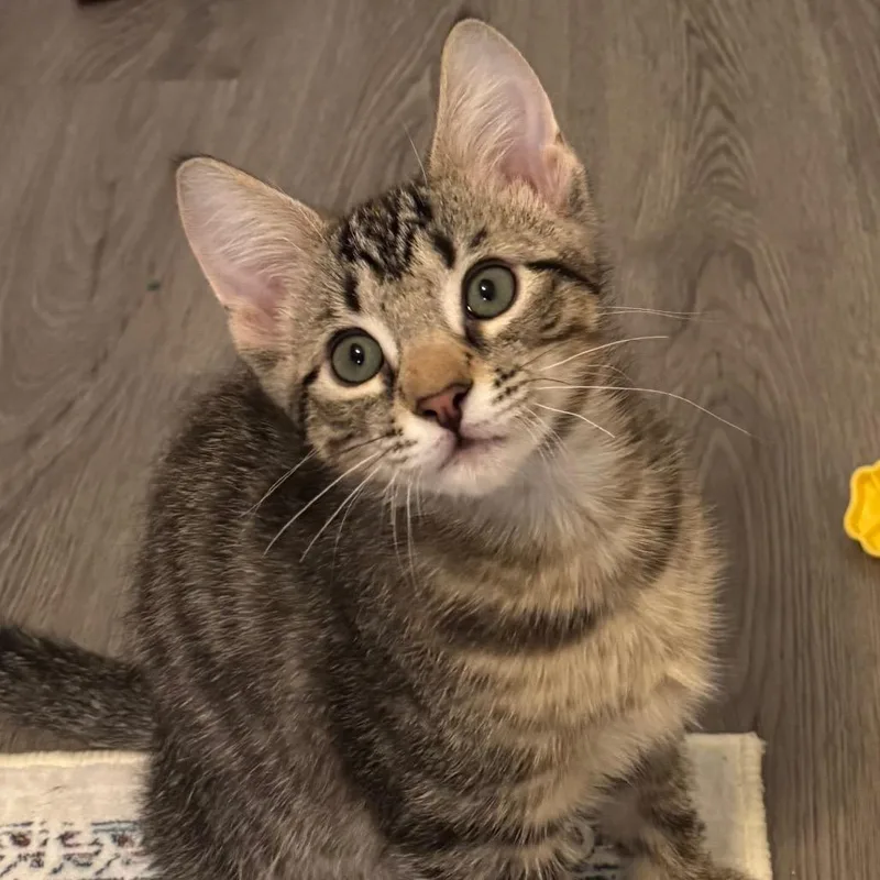 Vinnie thumbnail 2