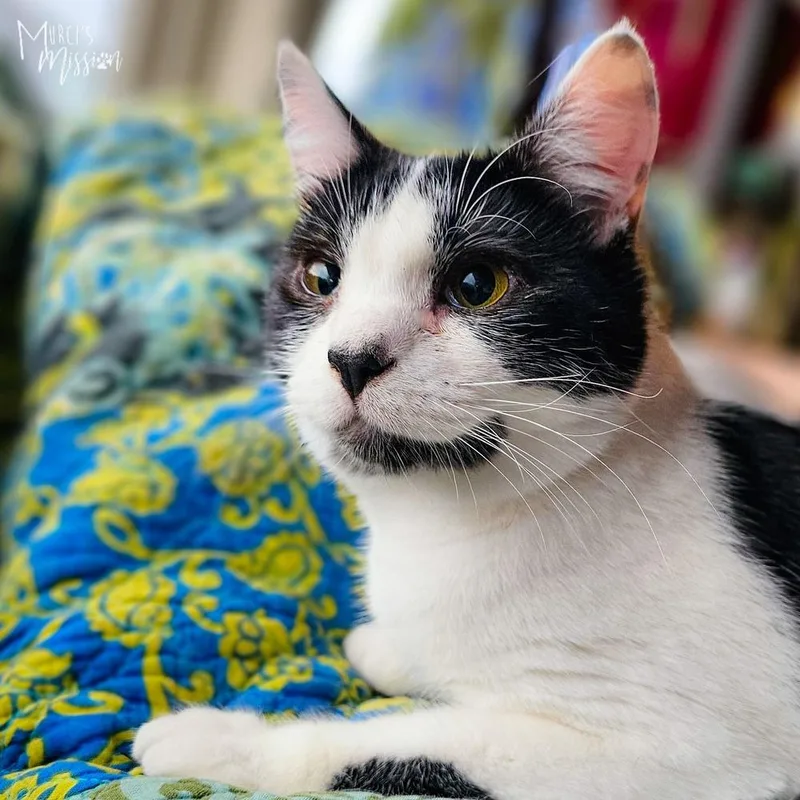 An adult medium-sized female Black & White / Tuxedo Domestic Short Hair cat named Sandy Gallito for adoption in Spokane , WA