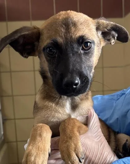An adult small-sized female Shepherd dog named Tessa for adoption in San Antonio, TX