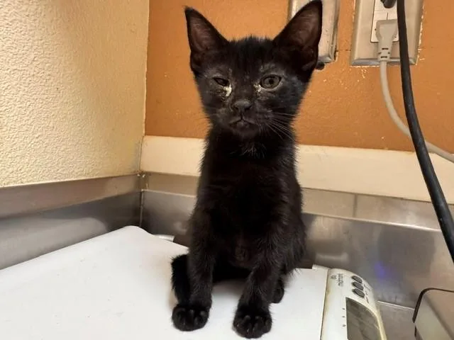 A baby medium-sized male Domestic Short Hair cat named Dwight for adoption in Fairfield, CA
