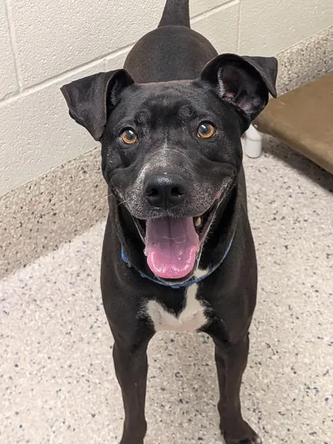 An adult large-sized male Pit Bull Terrier dog named Keaton for adoption in Brighton, CO