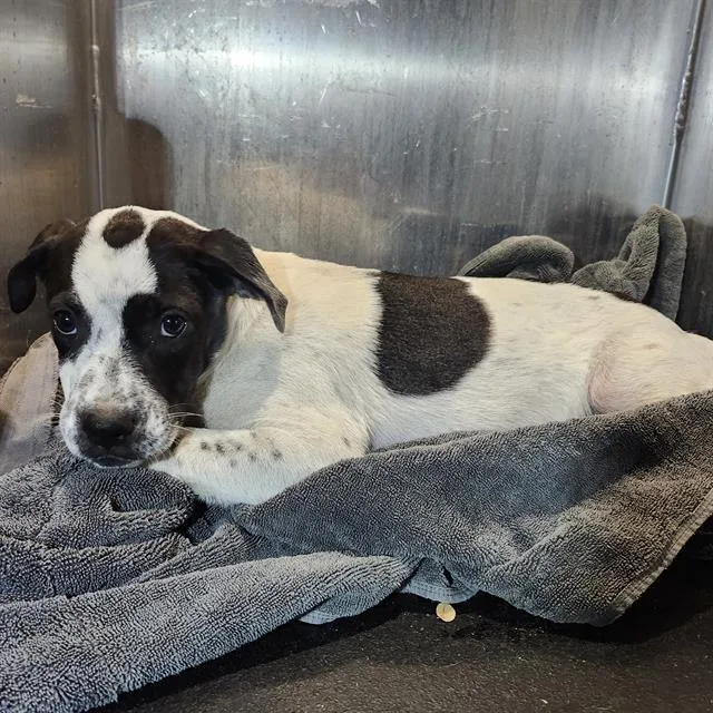 A baby small-sized female Australian Cattle Dog / Blue Heeler dog named Pepper for adoption in San Antonio, TX