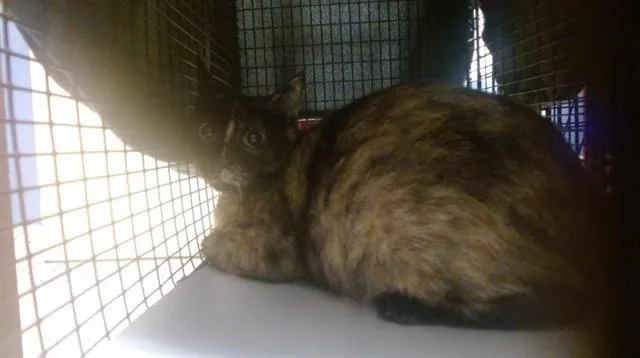 An adult small-sized female Domestic Short Hair cat named Angie for adoption in Miami, FL