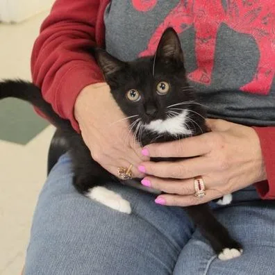 A baby small-sized male Black Domestic Short Hair cat named Antonio for adoption in Birmingham, AL