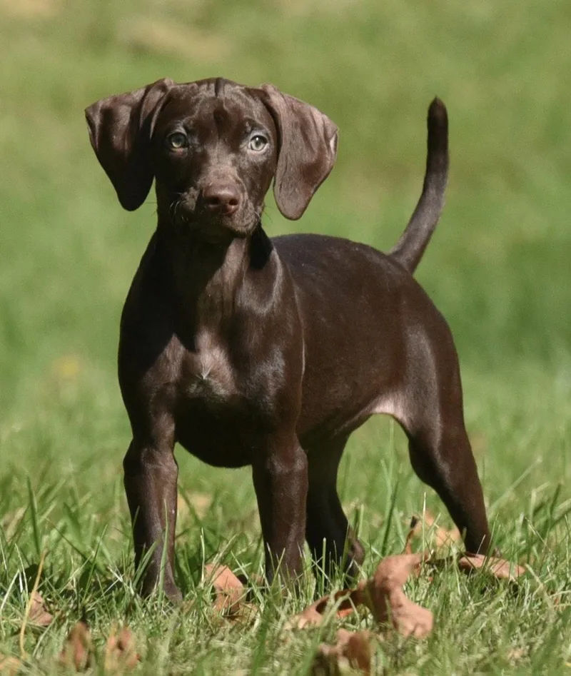 A baby medium-sized female Chocolate Labrador Retriever dog named Fila for adoption in Mechanicsburg, PA