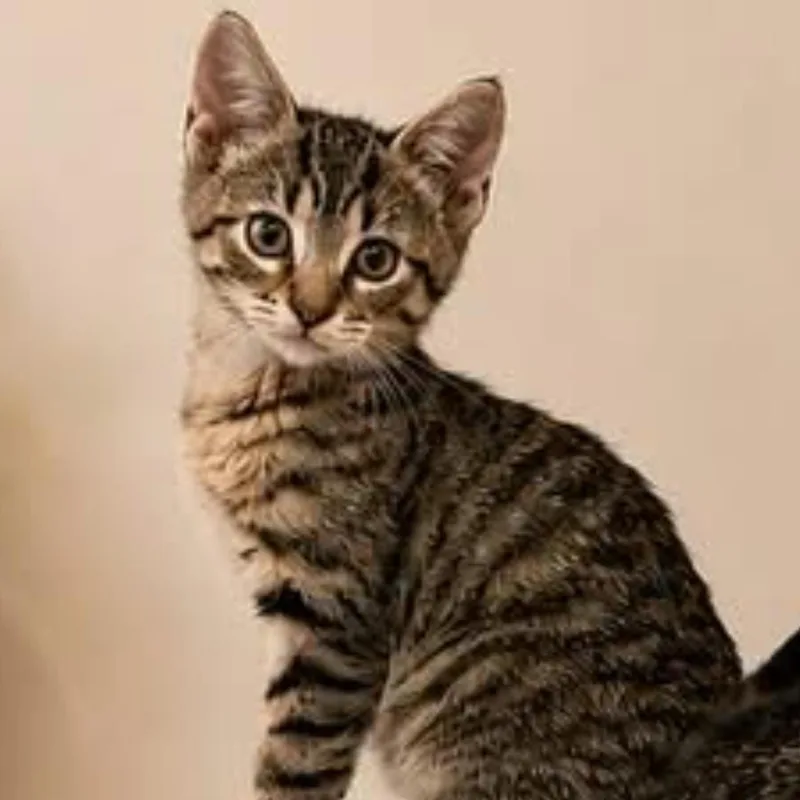 A baby small-sized female Tabby (Buff / Tan / Fawn) Tabby cat named Tic Tac Toe for adoption in Hartville, OH