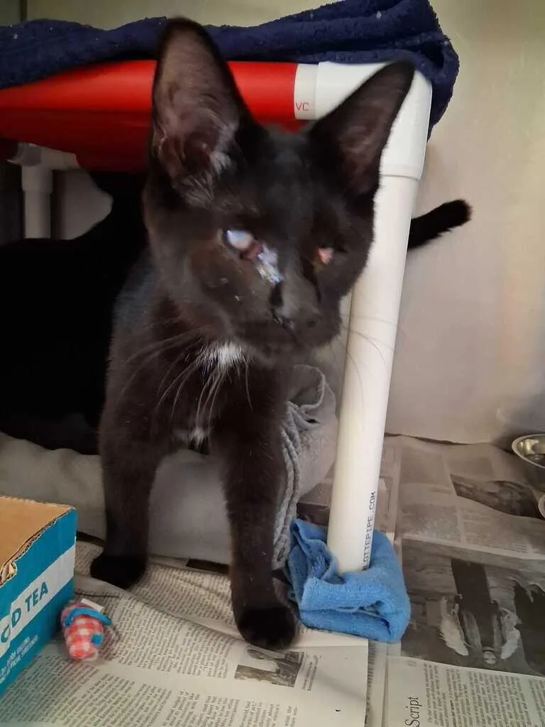A young small-sized female Black Domestic Short Hair cat named Colin for adoption in Cincinnati, OH