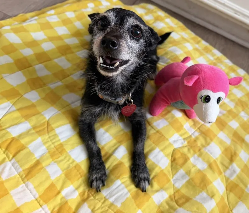 A senior small-sized female Black Chihuahua dog named Martha May for adoption in Richmond, TX