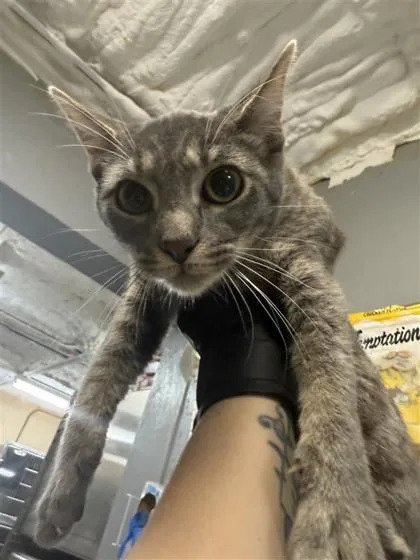 An adult small-sized female Domestic Short Hair cat named Scar for adoption in Largo, FL