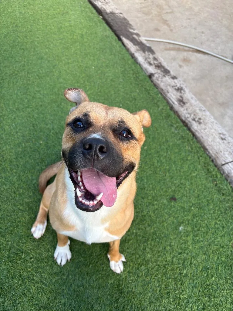 An adult medium-sized female Mixed Breed dog named Dula Peep for adoption in Fayetteville, AR
