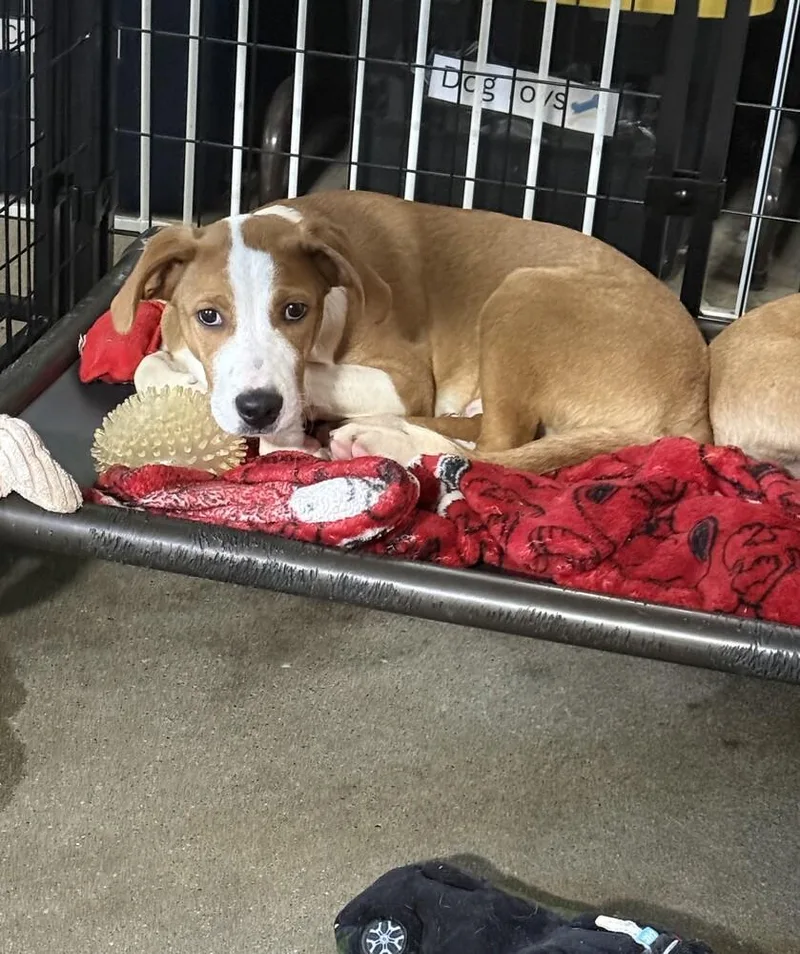 A baby medium-sized male Mixed Breed dog named Charlie for adoption in Papillion, NE