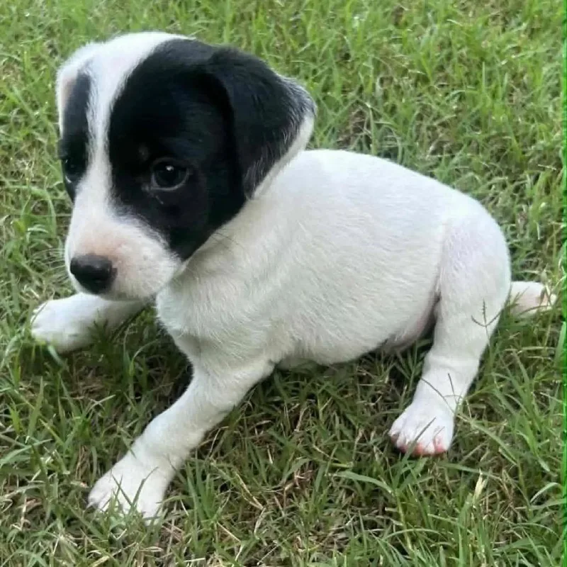 A baby medium-sized female White / Cream Mixed Breed dog named Hazel for adoption in Alexandria, VA