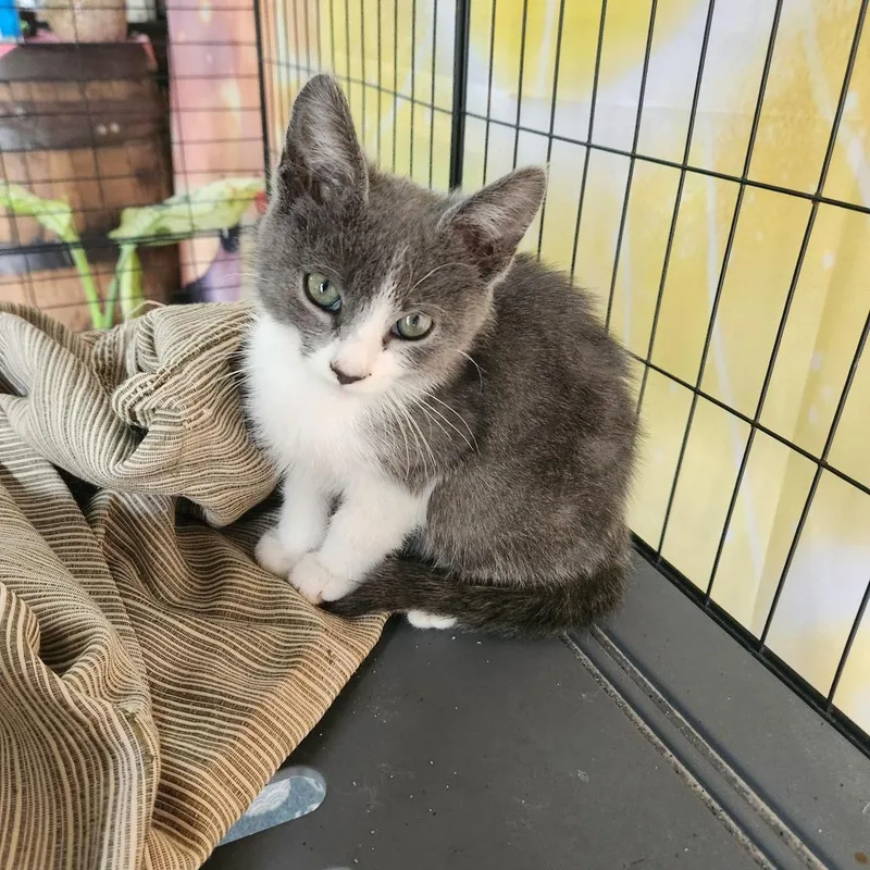 A baby small-sized female Domestic Short Hair cat named Emily for adoption in Olney, IL