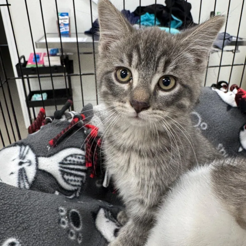 A baby small-sized male Gray / Blue / Silver Domestic Short Hair cat named Spencer for adoption in Redwood Falls, MN