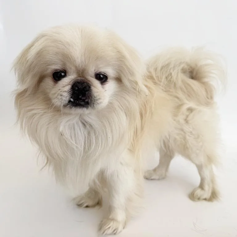 A senior small-sized male White / Cream Pekingese dog named Monroe for adoption in Saint Louis, MO