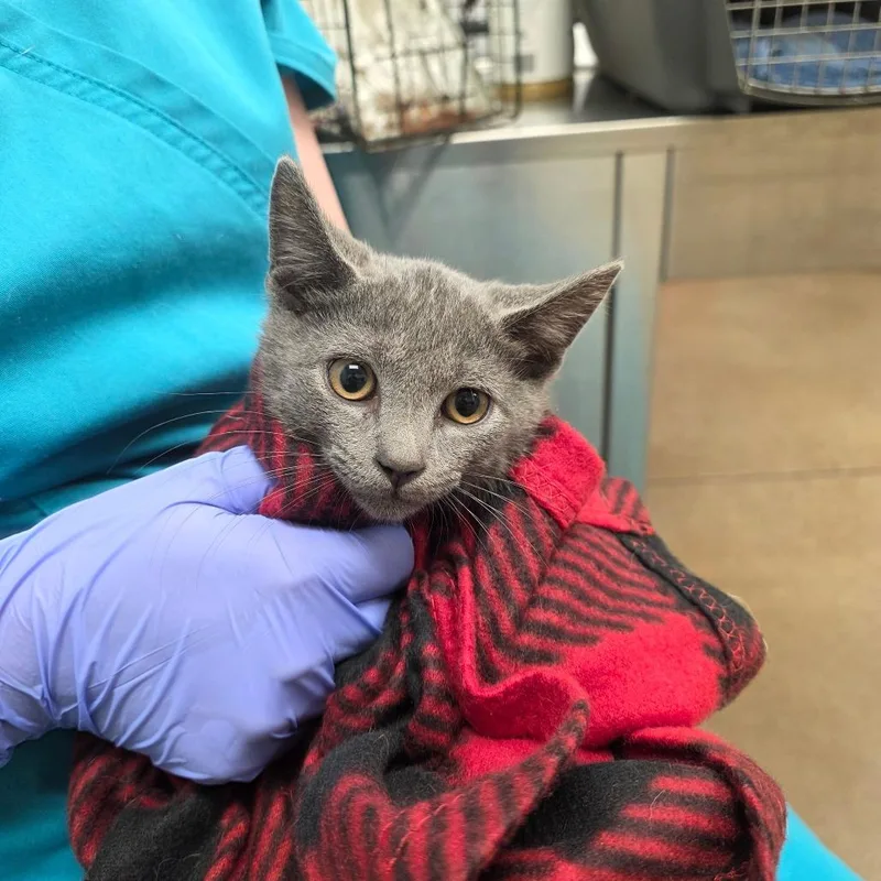 A baby small-sized male Gray / Blue / Silver Domestic Short Hair cat named Kendall for adoption in Chattanooga, TN